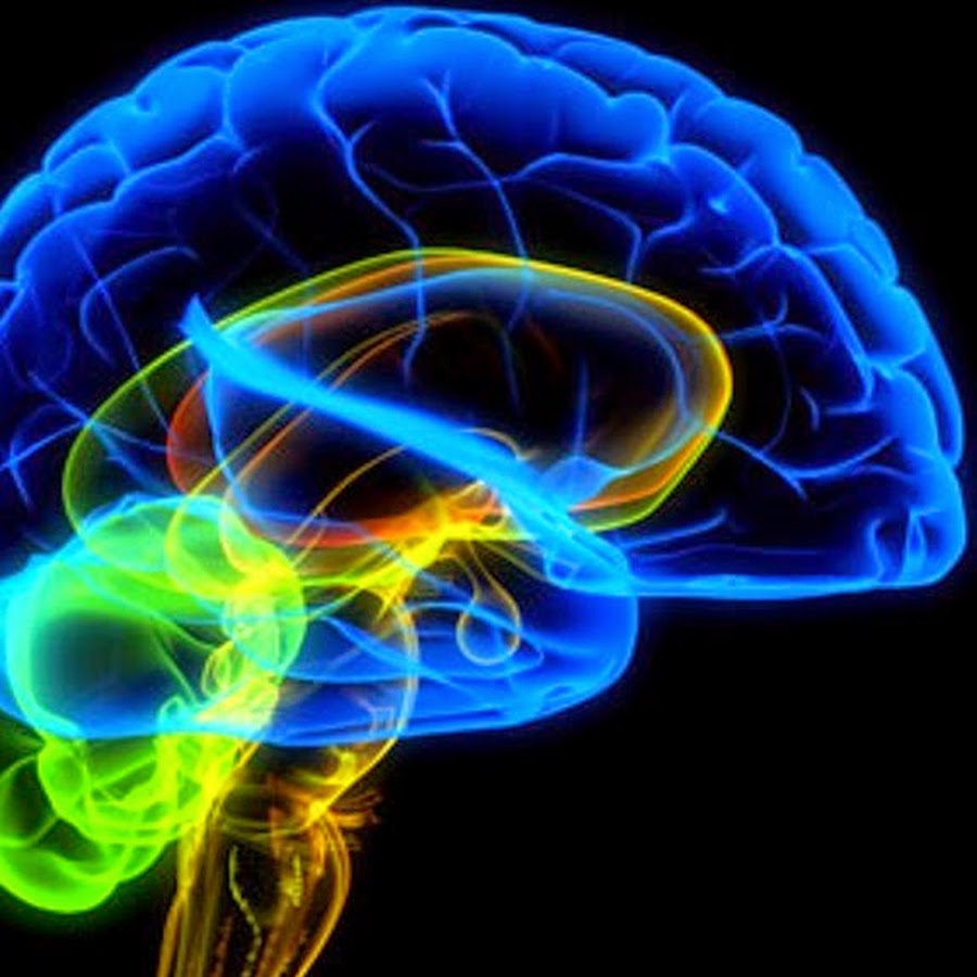 Brain год. Нейропластичность мозга. Влияние физических упражнений на мозг. Нейромаркетинг.