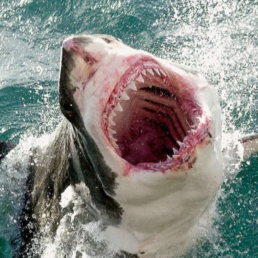 Укус большой белой акулы