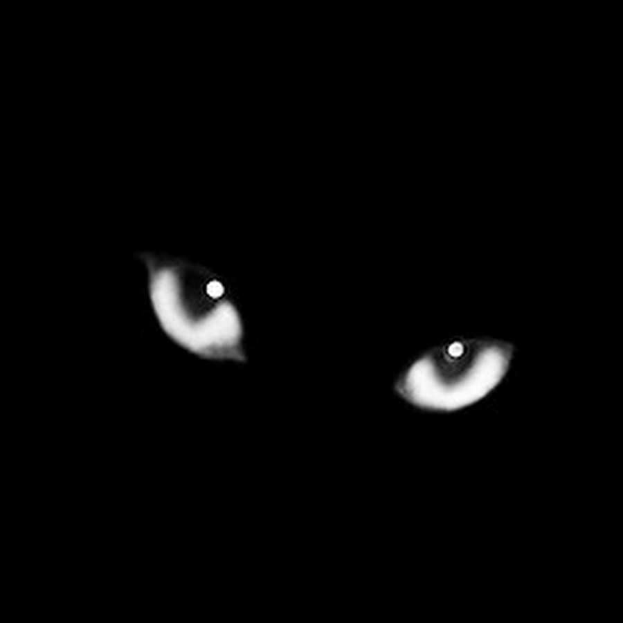 Синие кошачьи глаза в темноте