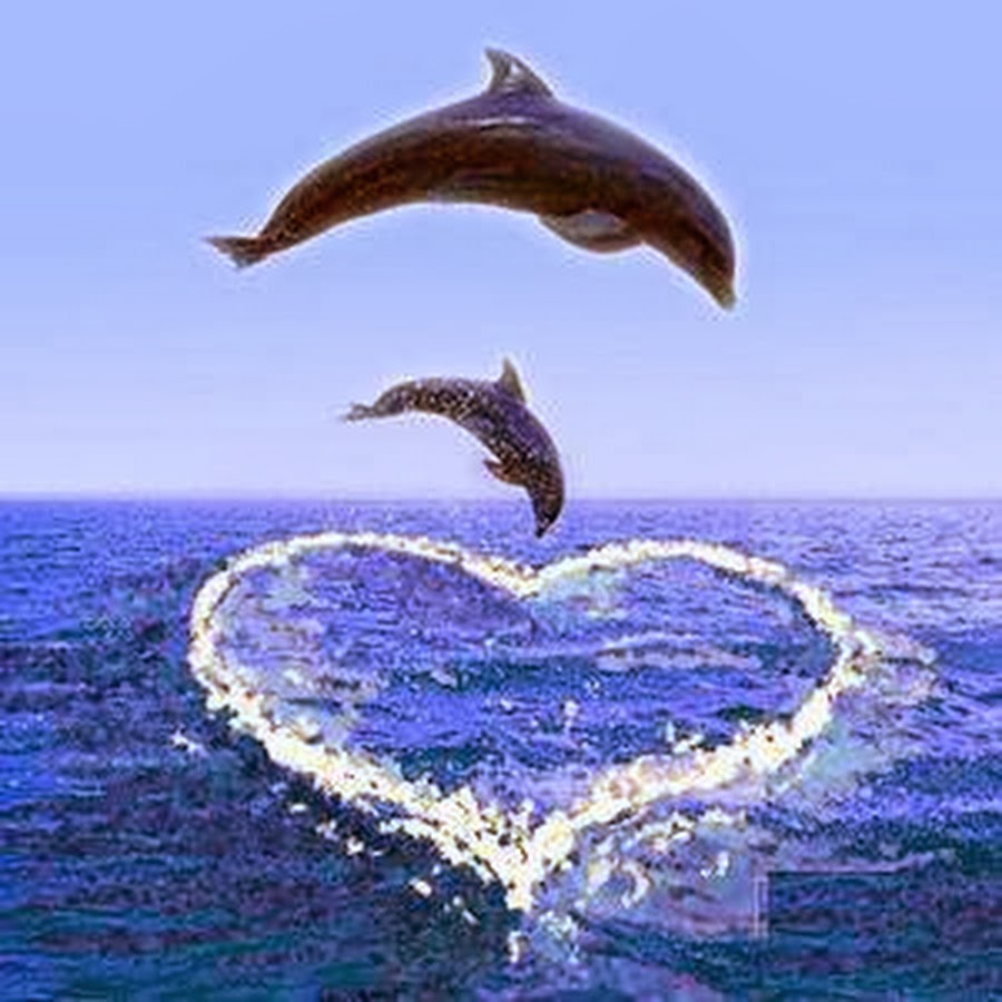Дельфины сердечком