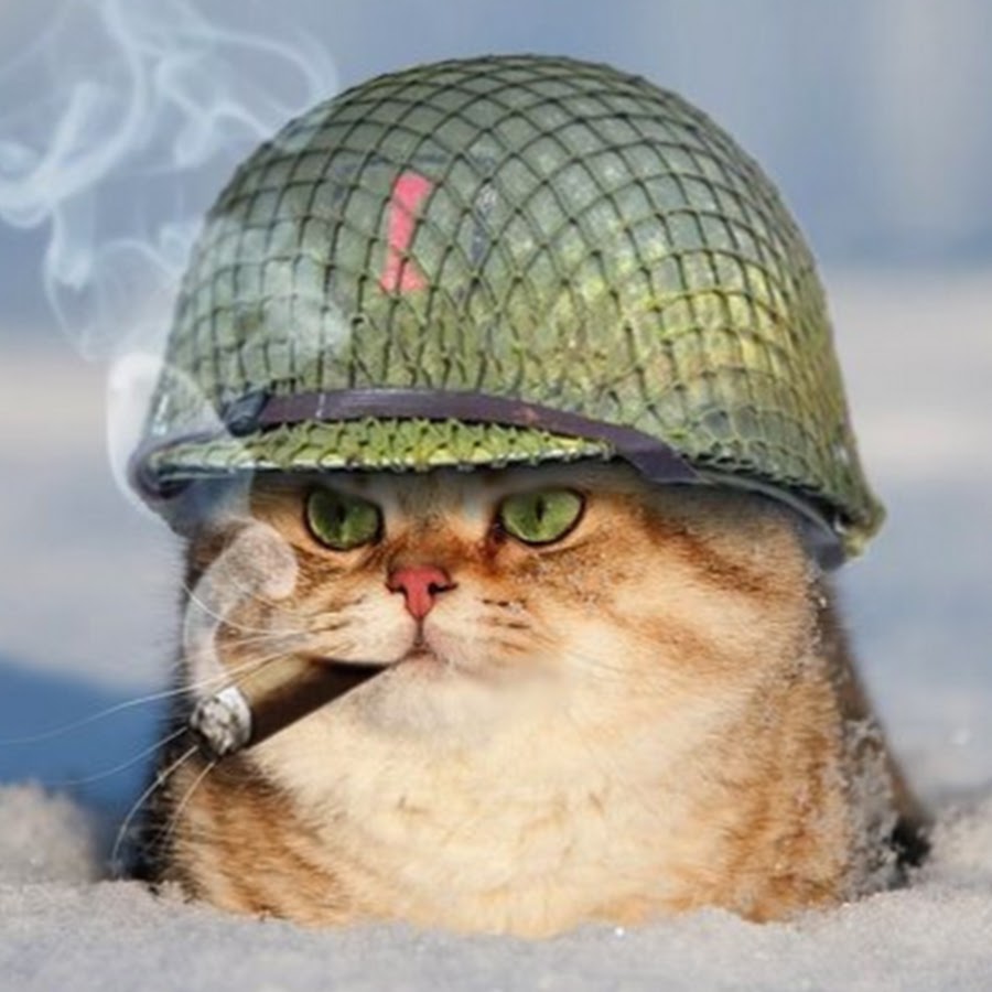 Арт котик в военной форме