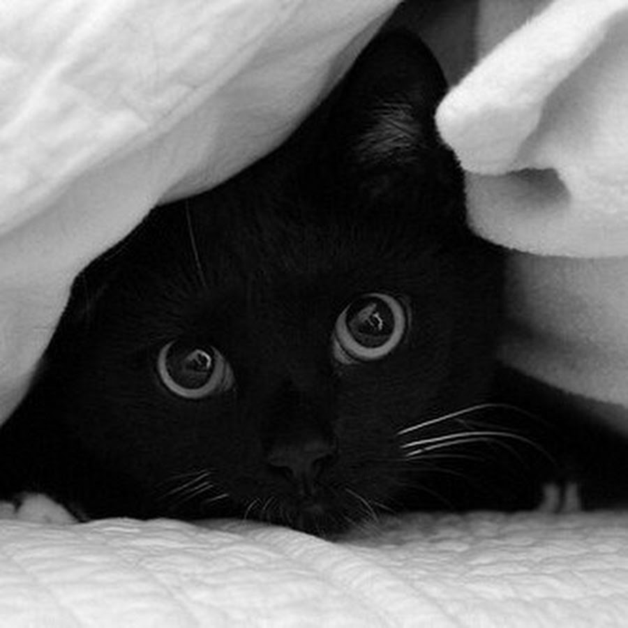 картинки с добрым утром с черным котом