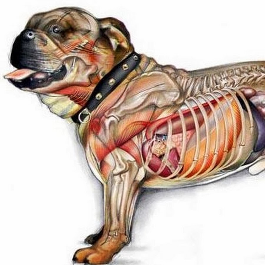 Анатомия собаки фото