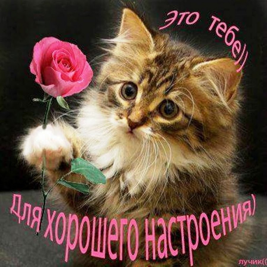 Хорошего дня киса