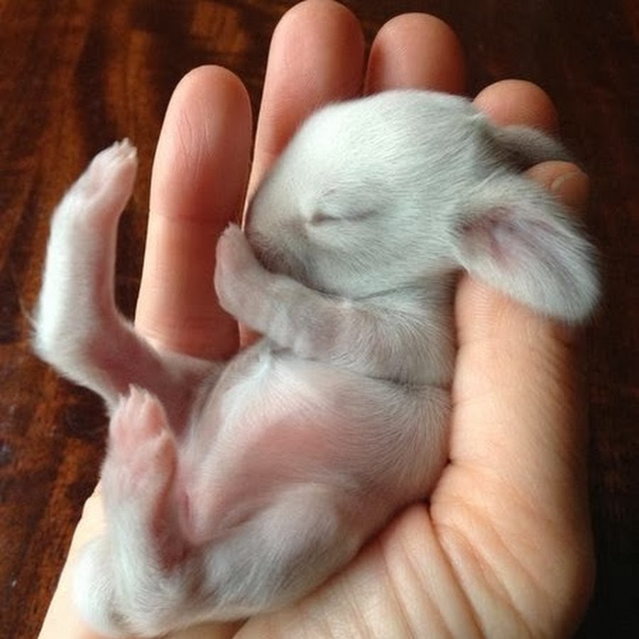 новорожденные зайчата фото