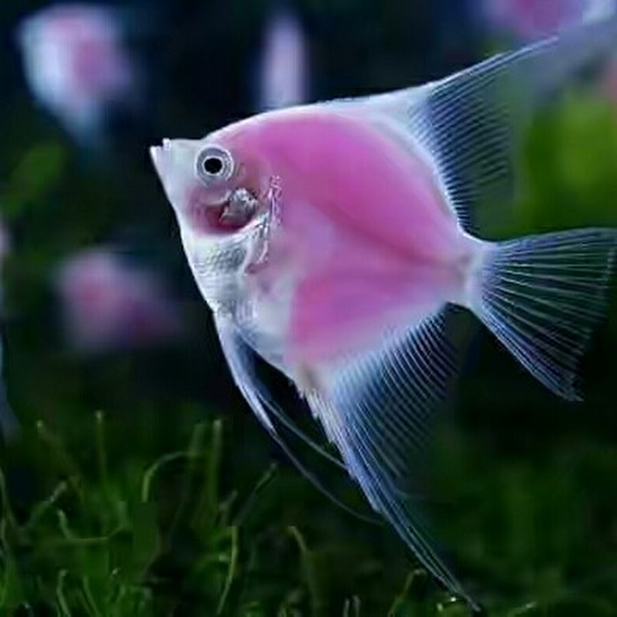 рыбки аквариумные фламинго фото