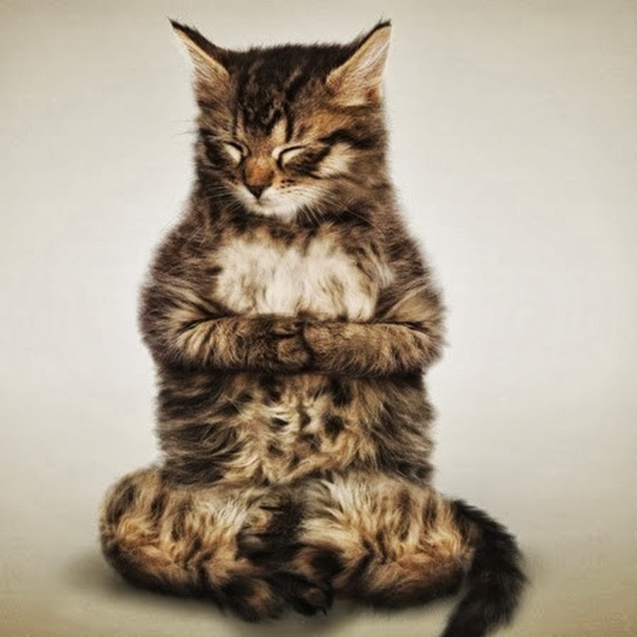 Котик медитирует