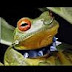 PsychoticFrog Sings