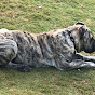 Massive Mastiffs