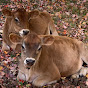 Ledgemere Heritage Farm