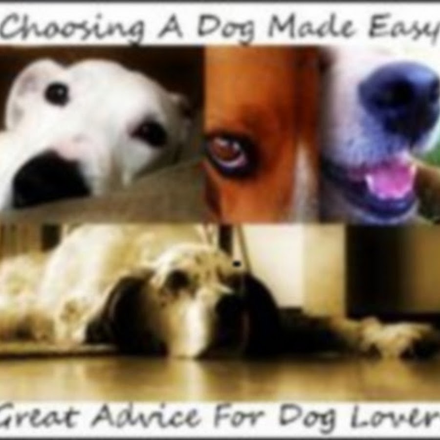 Choosing A Dog Made Easy