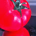 logo tomatoprodukcija