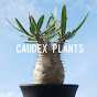 CAUDEX PLANTS