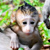 logo Drama Monkey