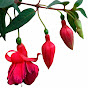 Fuchsimania