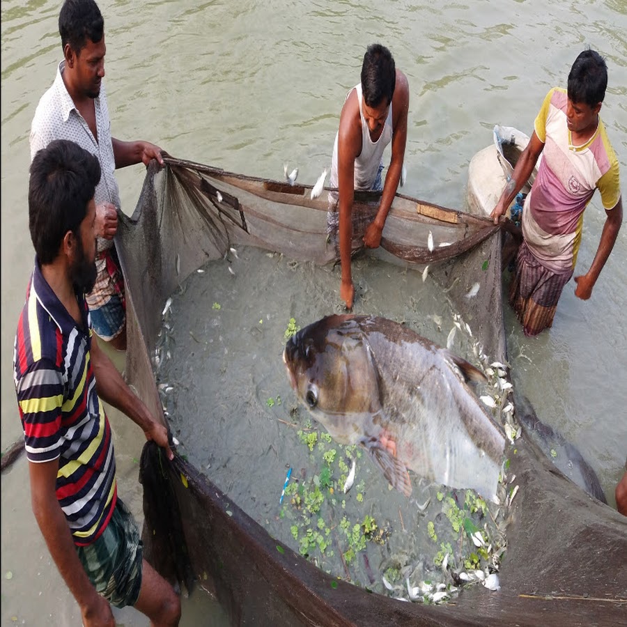 Pabda fish & Silver Carp fish Mixed Farming