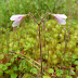 Inverness Botany Group