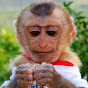 Monkey KAKO