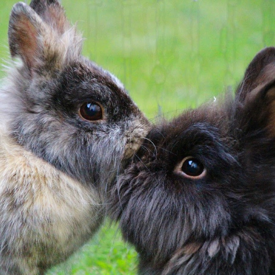 Bunnies Diary @bunniesdiary