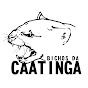 Bichos Da Caatinga