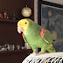 logo PARROT KANKAN