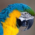 logo Mike Macaw