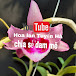 Hoa lan Tuyến Hà