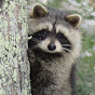 raccoonuki