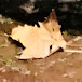 김도메
