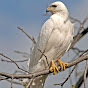 White Eagle