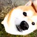 SHIBA DOG  RANMARU