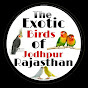 THE EXOTIC BIRDS OF JODHPUR, RAJASTHAN