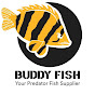 Buddyfish Channel