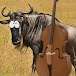 bewildebeest