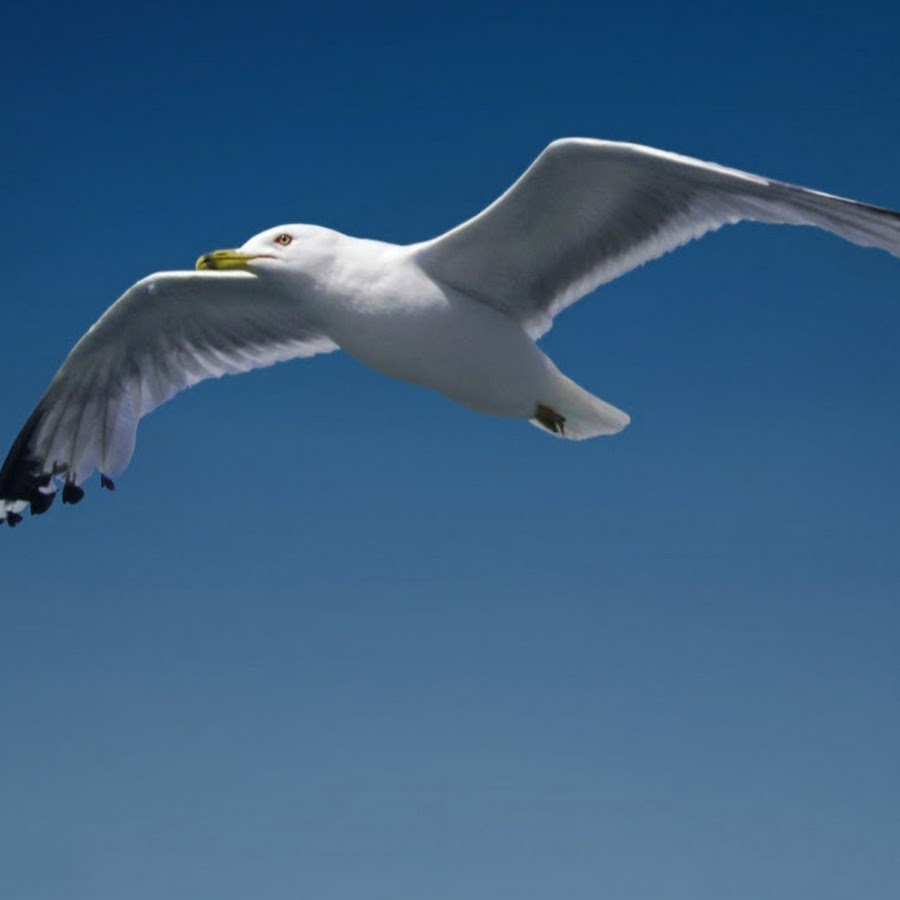 h-i-u-a-seagull-channel-youtube