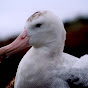 albatrhos