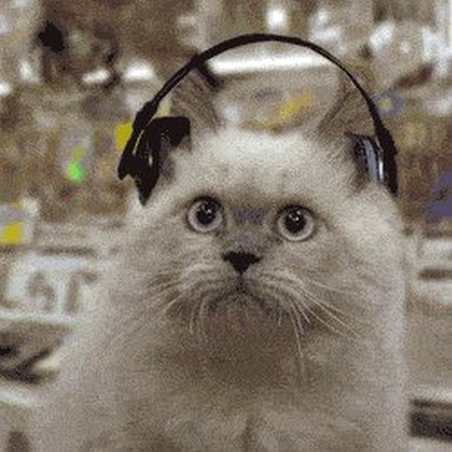 Кот с наушниками мем