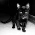 logo Kitty Allo