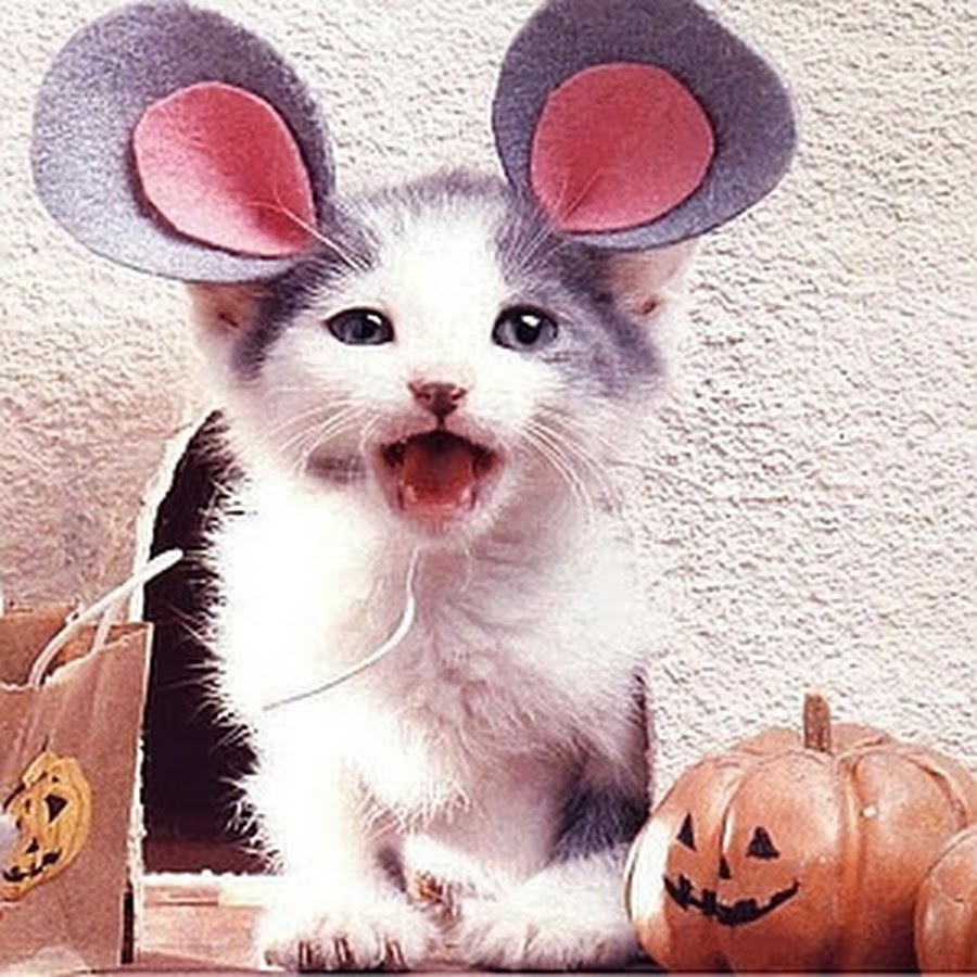 Кот с мышиными ушами