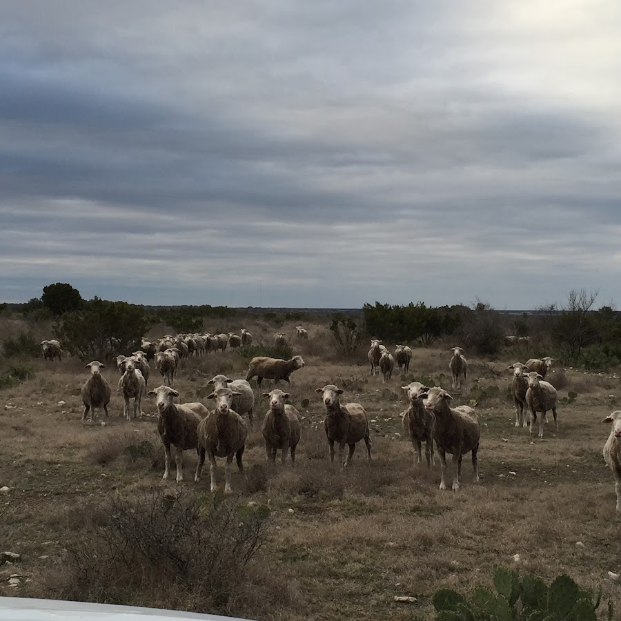 Sheep and Goats at Texas A&M AgriLife Extension