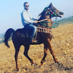 ARABIAN HORSES