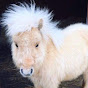 teddytheshetland