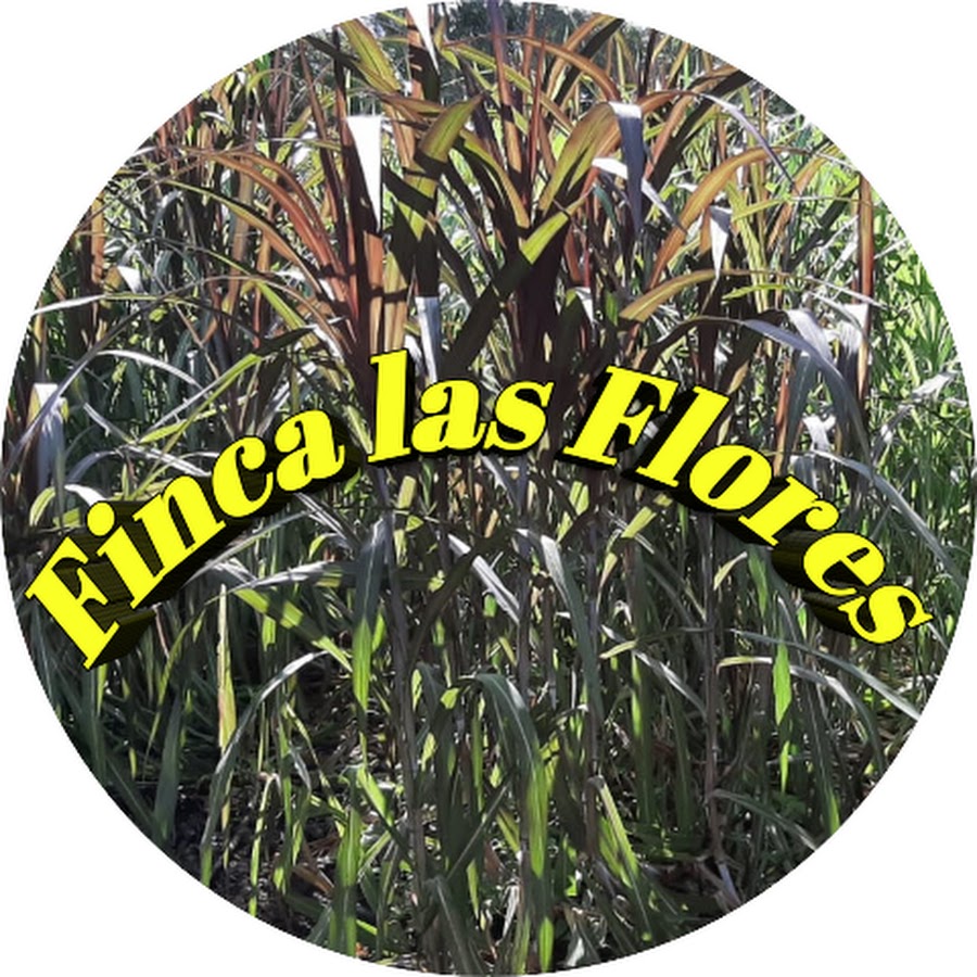 Finca las Flores El Salvador @fincalasfloreselsalvador592