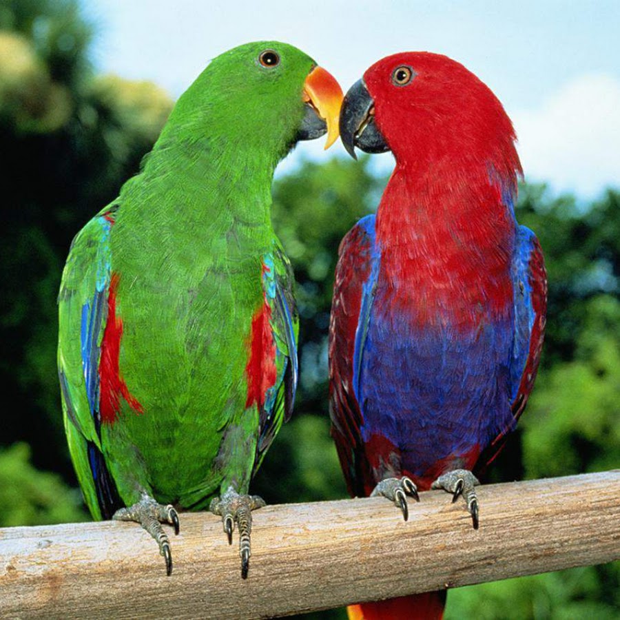 PARROT BUDGIES - YouTube PARROT BUDGIES