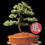 Masaru Bonsai