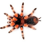 TarantulaRescue