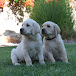 HighDesertLabradors