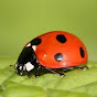 Coccinella 97