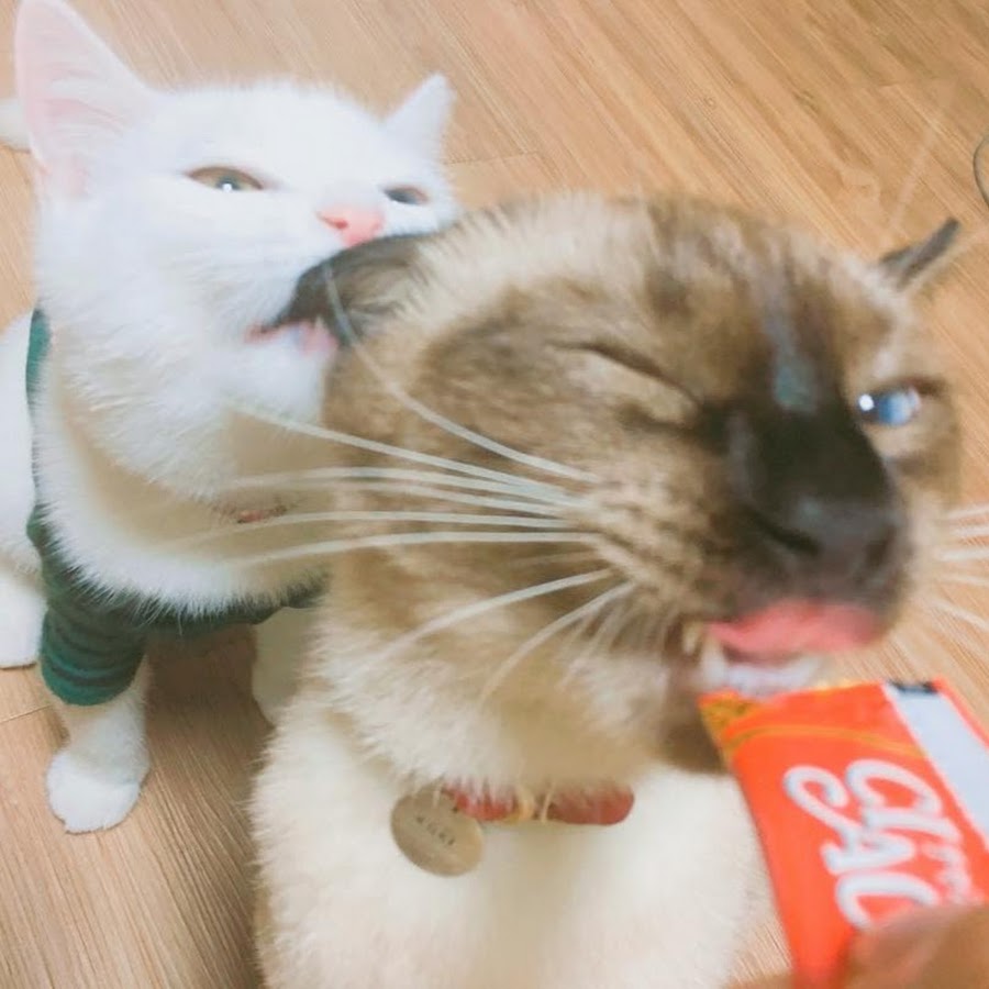 오늘도 식빵굽냥 Baking Cats - YouTube 오늘도 식빵굽냥 Baking Cats