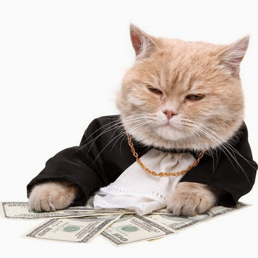 5 денег мем с котом